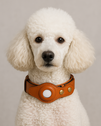 Leather Dog Collar with AirTag Compatibility